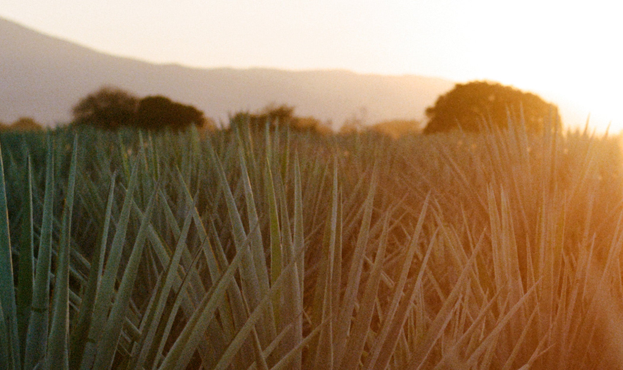 818 agave field at sunset