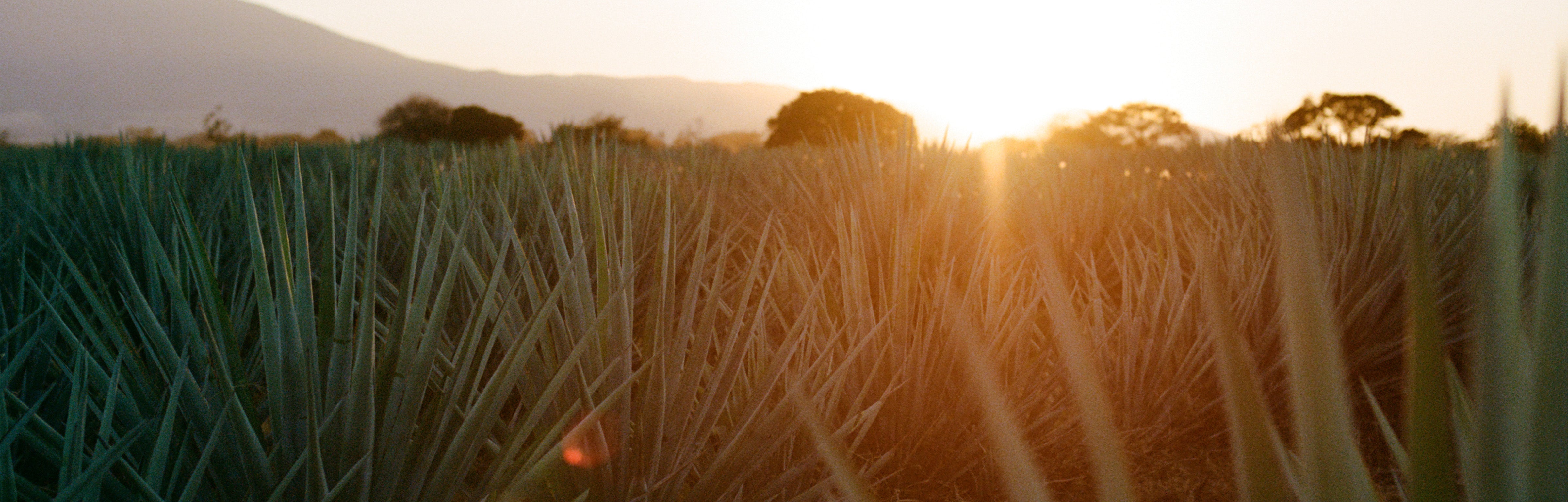 ドンファン スペシャル・パッケージ('95米)〈初回生産限定〉 Our Evolved Taste